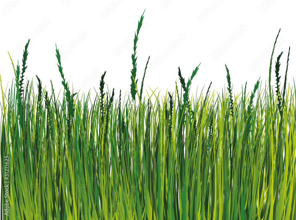 Fototapeta premium Grass. Vector illustration. EPS10