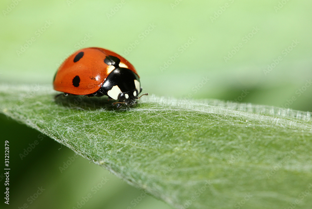 Coccinelle Coccinelle