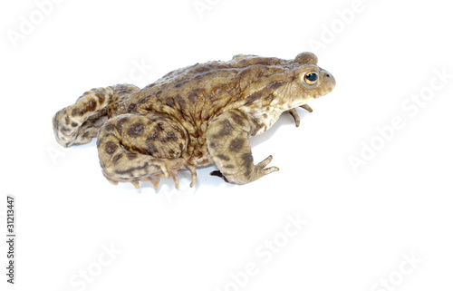 toad