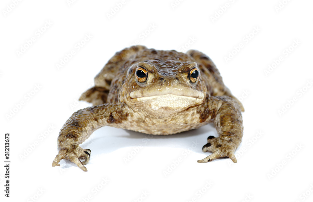 Fototapeta premium toad