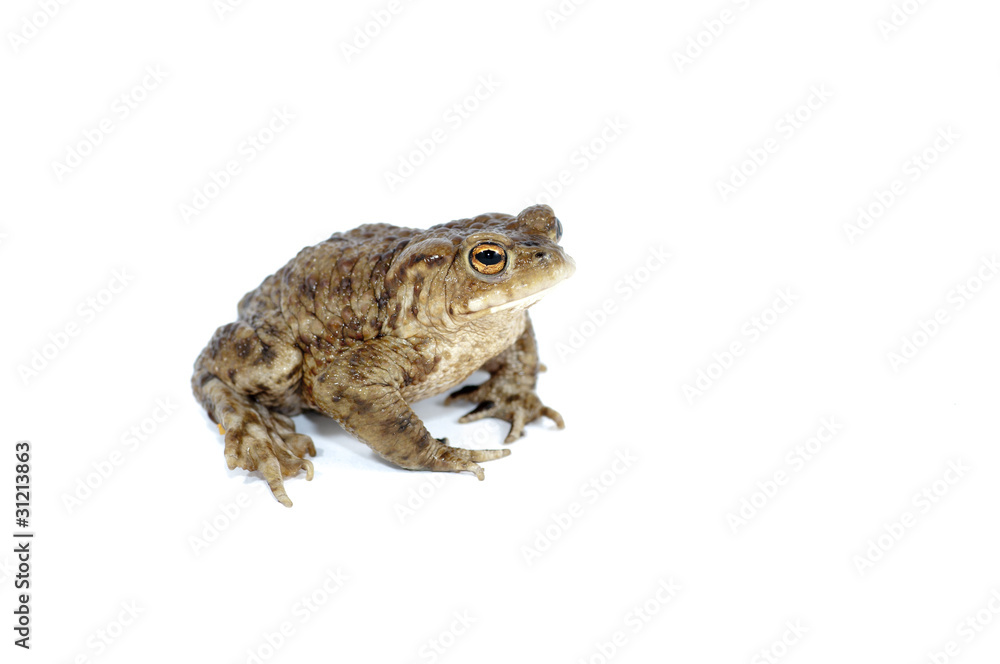 toad toad