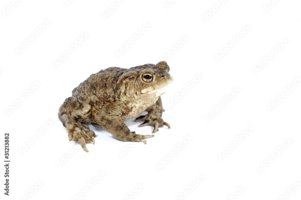 toad toad