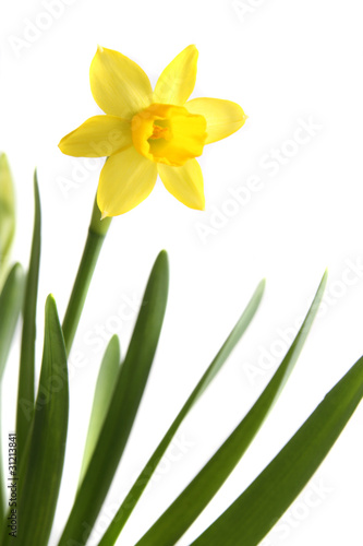 Fototapeta Naklejka Na Ścianę i Meble -  osterglocke