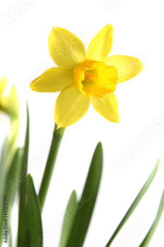 Fototapeta Naklejka Na Ścianę i Meble -  narzisse