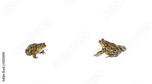 toad photo