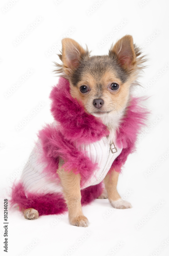 Chihuahua puppy wearing white jacket with pink fur