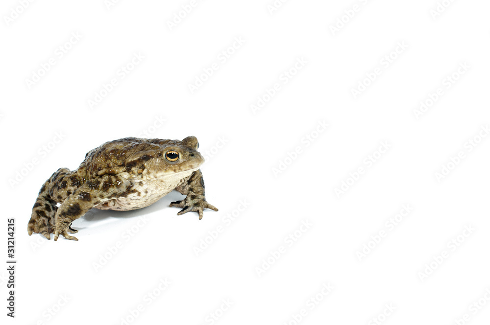 toad toad