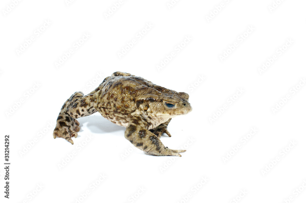 Fototapeta premium toad