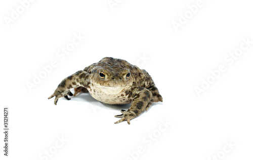 toad © Zbyszek Nowak