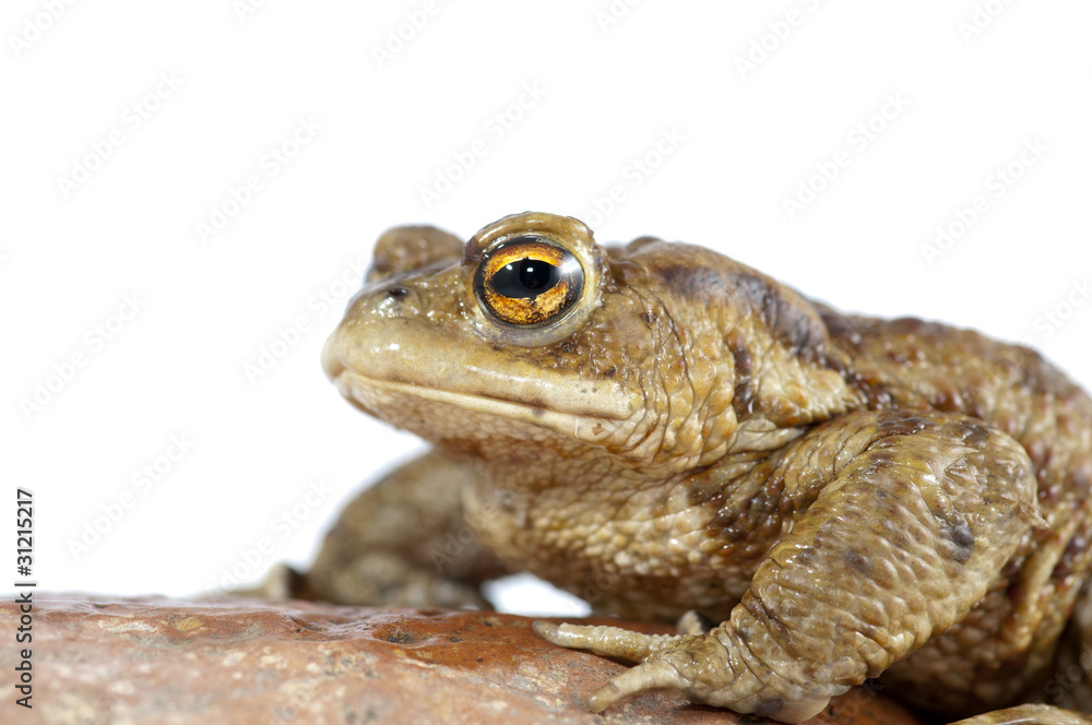 toad