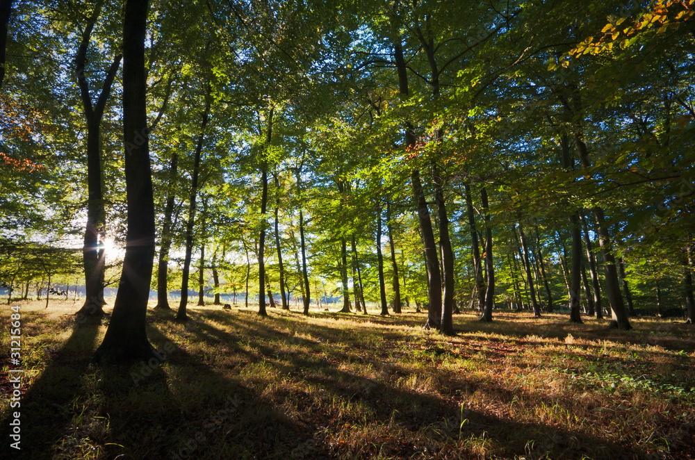 Vibrant backlit woodland Vibrant backlit woodland