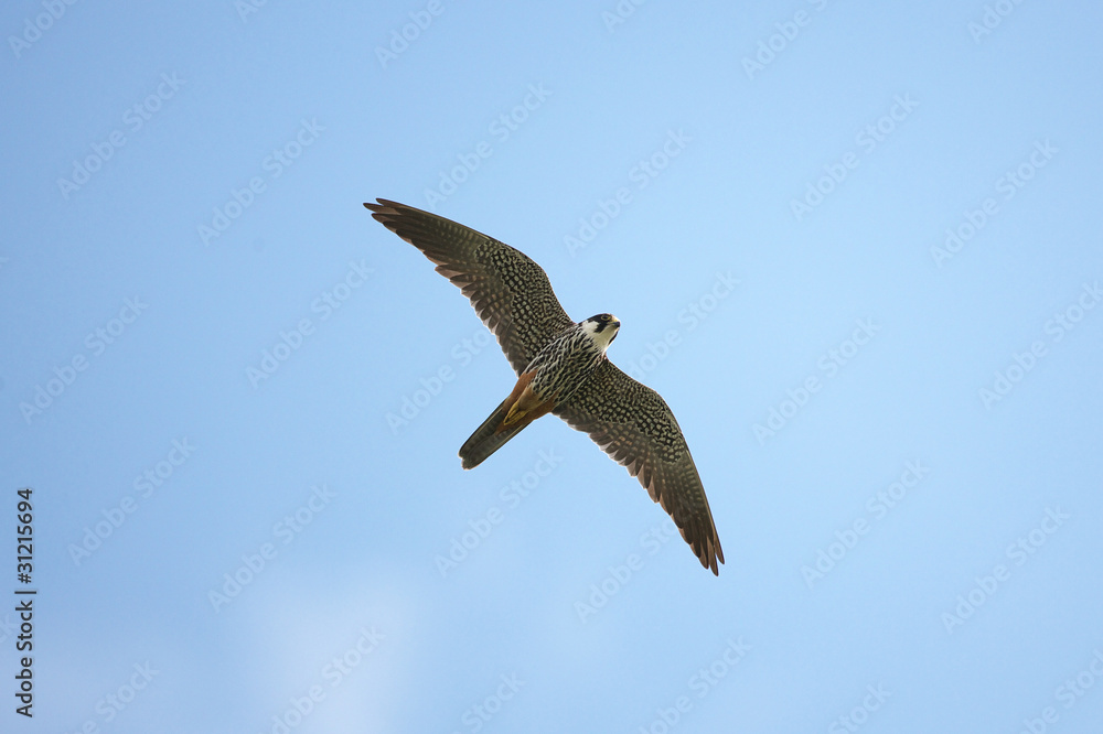 Obraz premium チゴハヤブサ