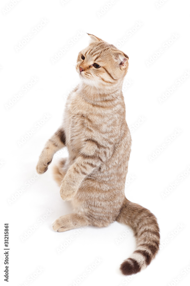Fototapeta premium sitting kitten or cat striped meditation