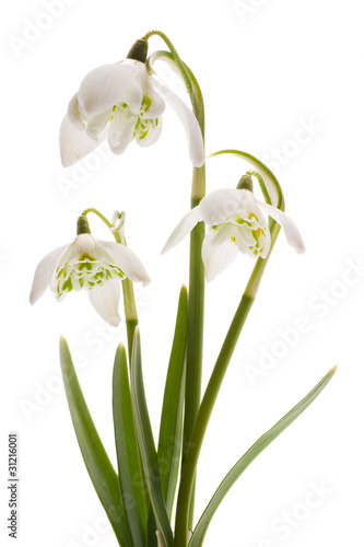 Snowdrop- spring white flower (Galanthus nivalis)