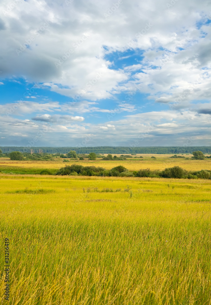 Obraz premium Summer landscape