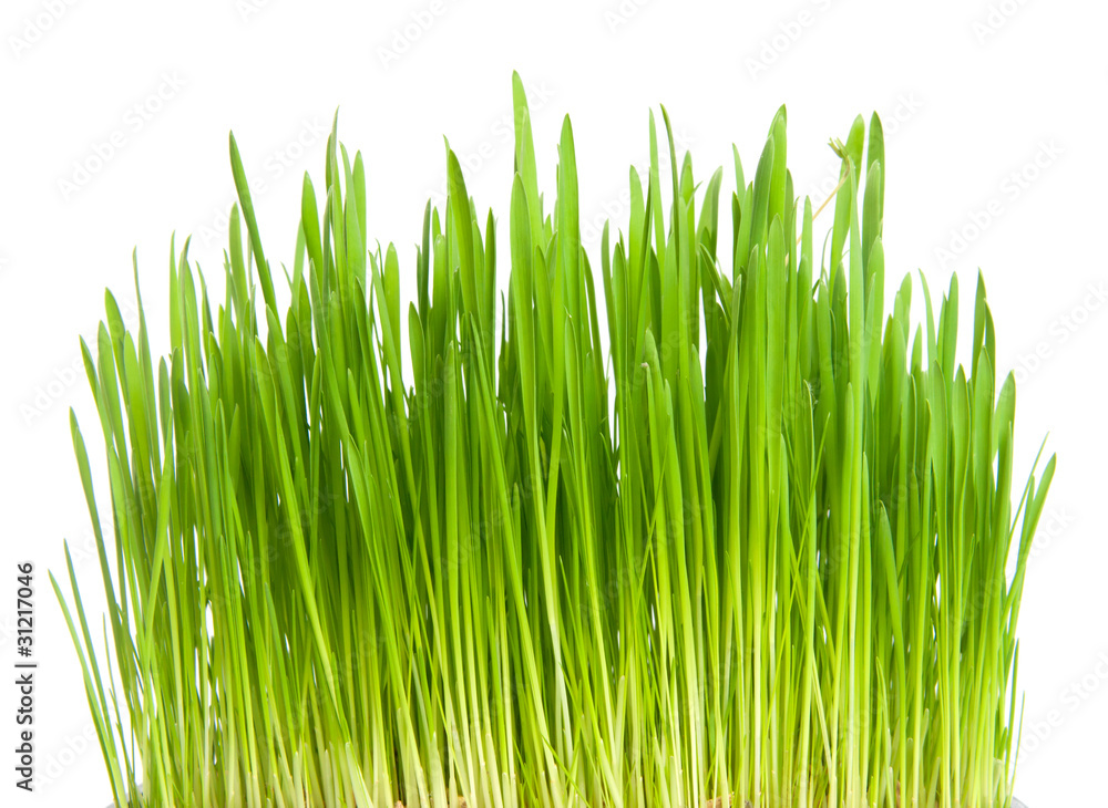 green grass green grass