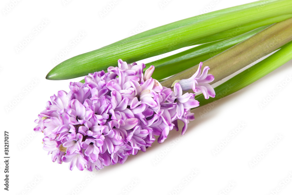Fototapeta premium hyacinth