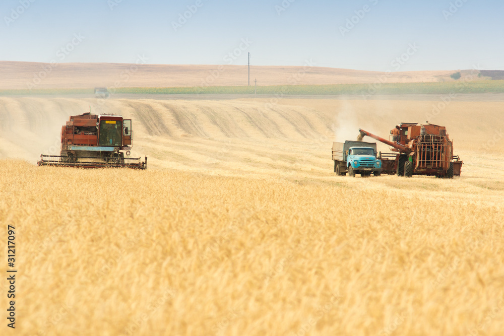 Obraz premium grain harvester combine