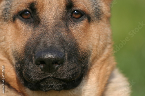 cane pastore tedesco