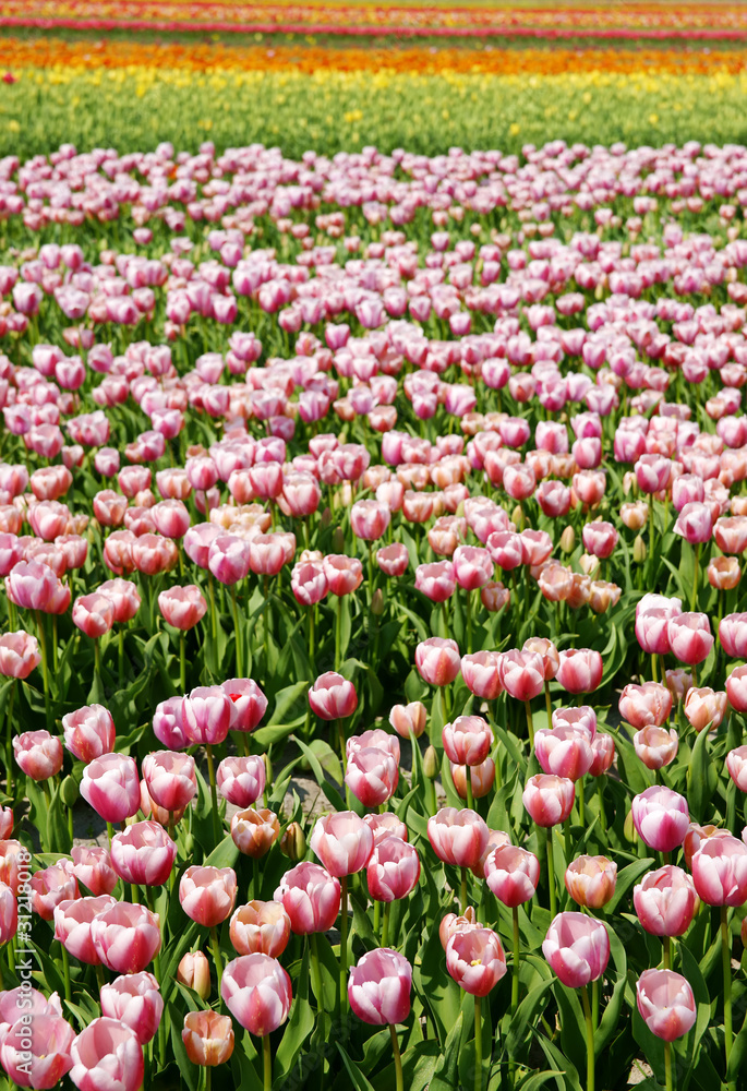 bouquet de tulipes bouquet de tulipes