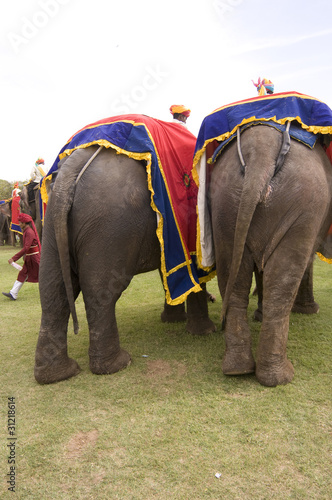 two elephants,Jaipur,Rajasthan,India