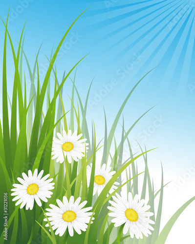 Gänseblümchen
