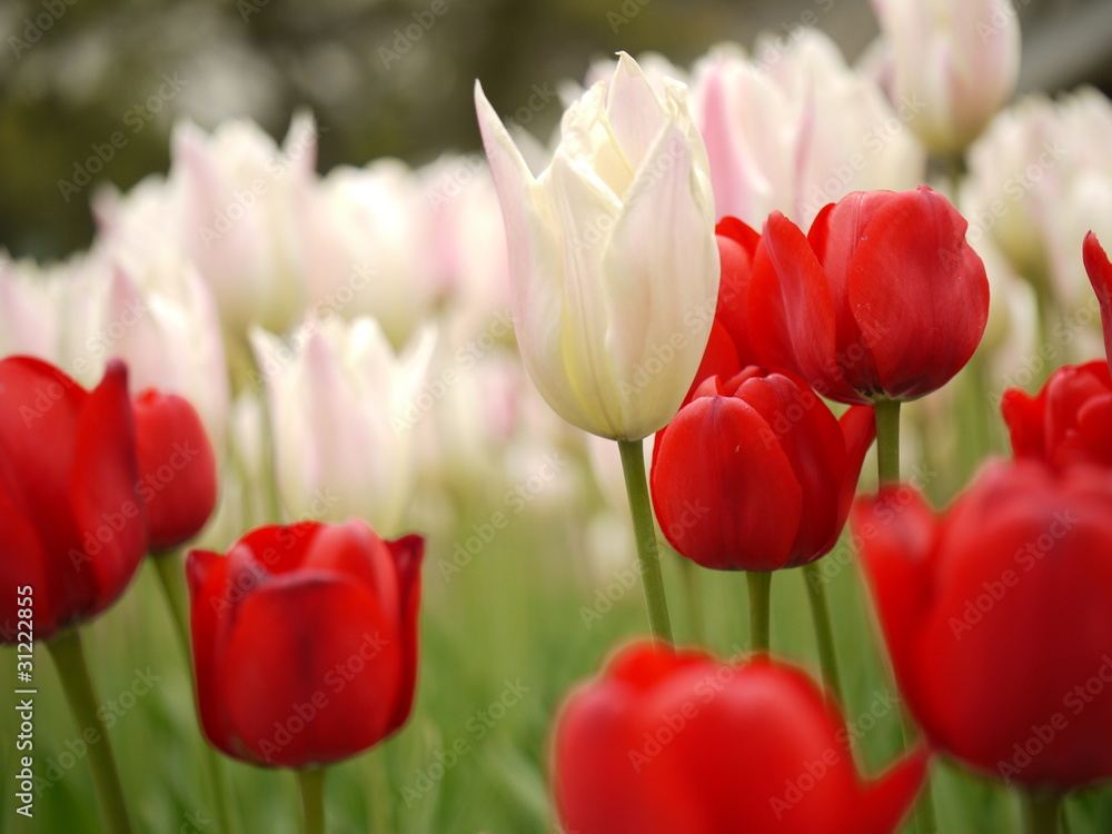 Obraz premium チューリップ