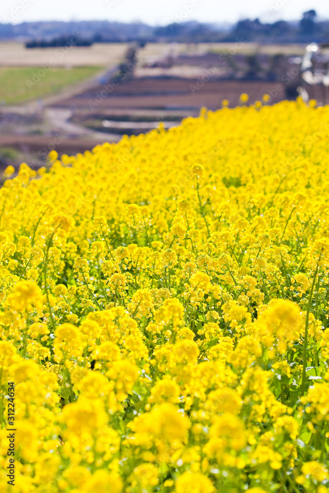 flower(rape_blossoms)_57