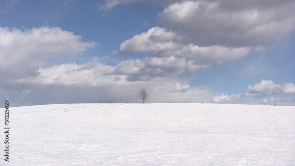 Lonely bare trees on wintertime Lonely bare trees on wintertime