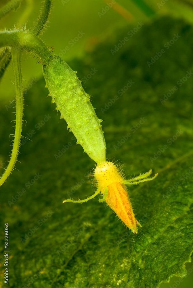 Naklejka premium Growing cuke