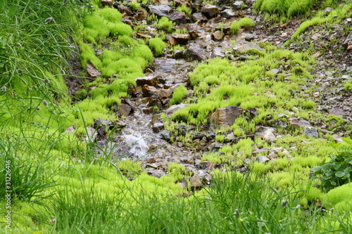 trickle in mosses