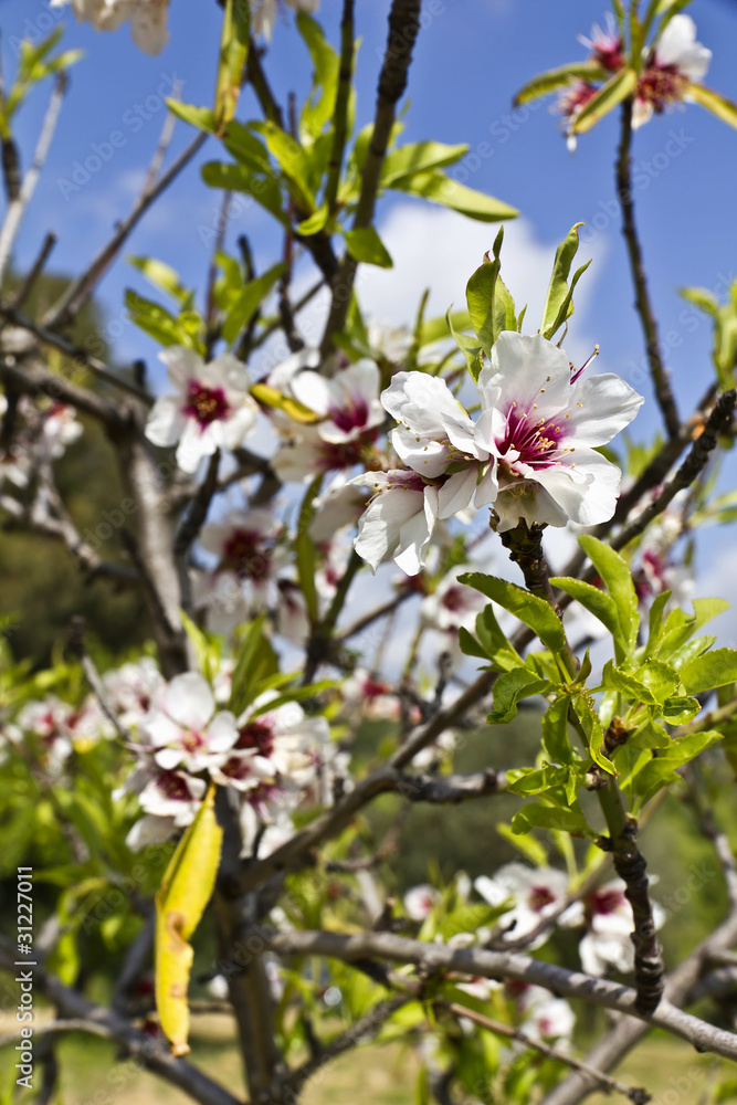 Fiori di mandorlo Fiori di mandorlo