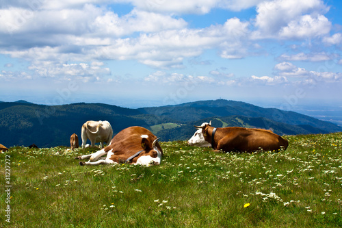 Kühe auf der Alm