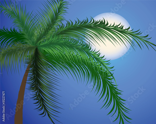 Branches of a palm tree against the moon and the sky