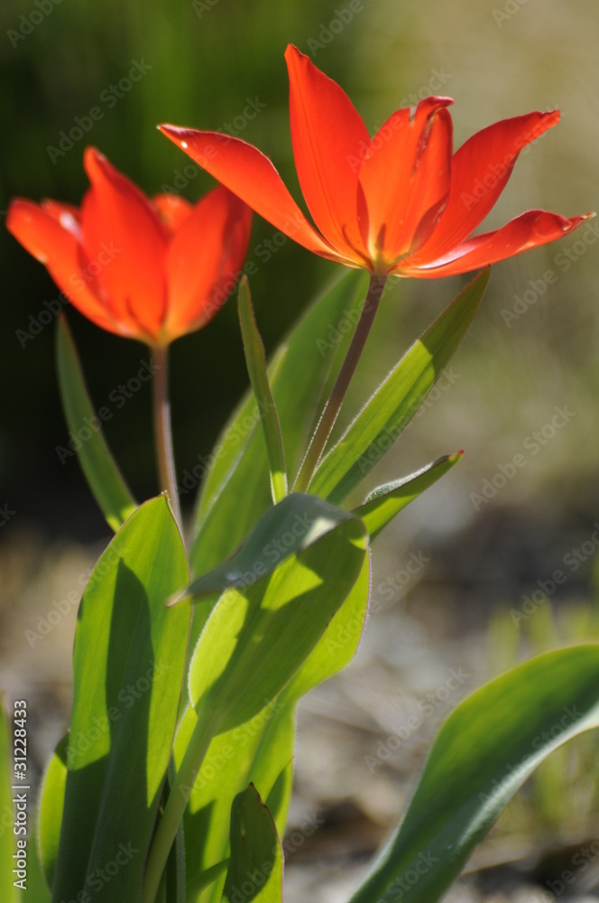 Naklejka premium Tulpen