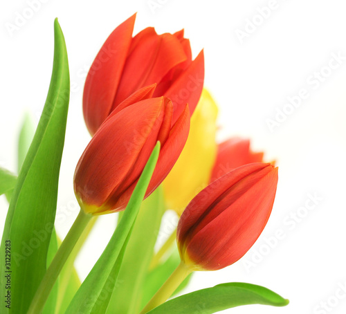 red tulips bouquet, love card - tulipes rouges, amour