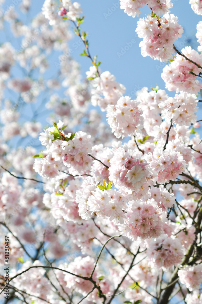 Fototapeta premium Sakura. Zarte Schönheit