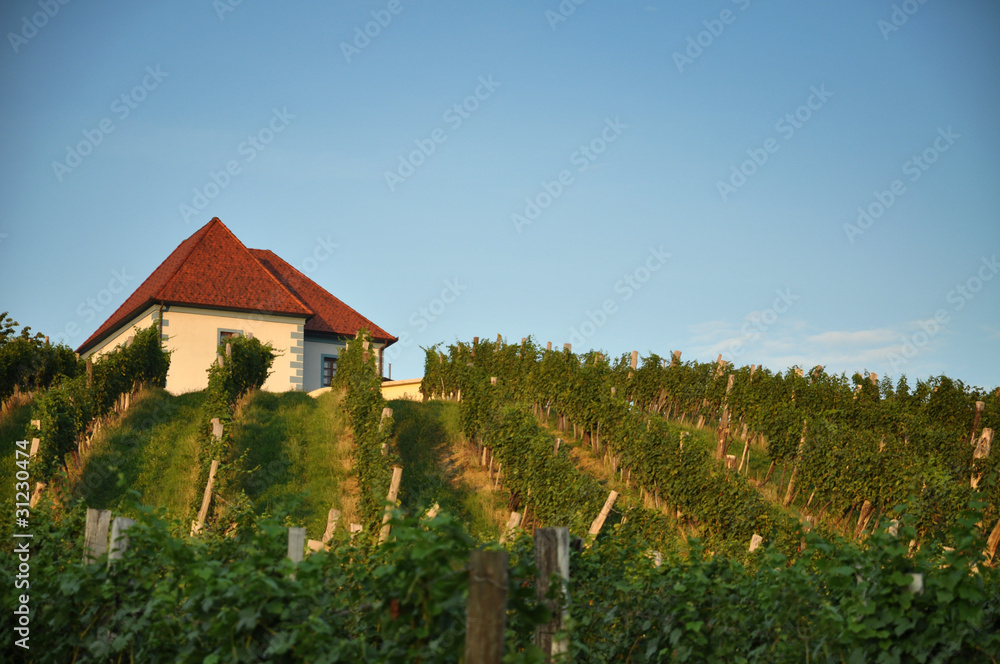 House in Vineyards. Škalce, Slovenia