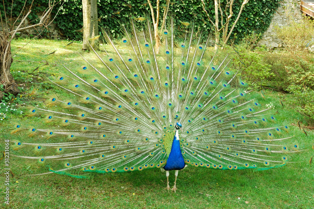 Obraz premium Peacock