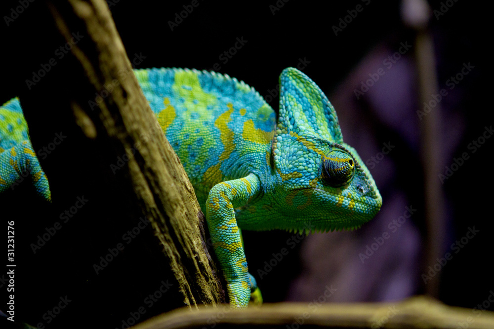 Chameleon Chameleon