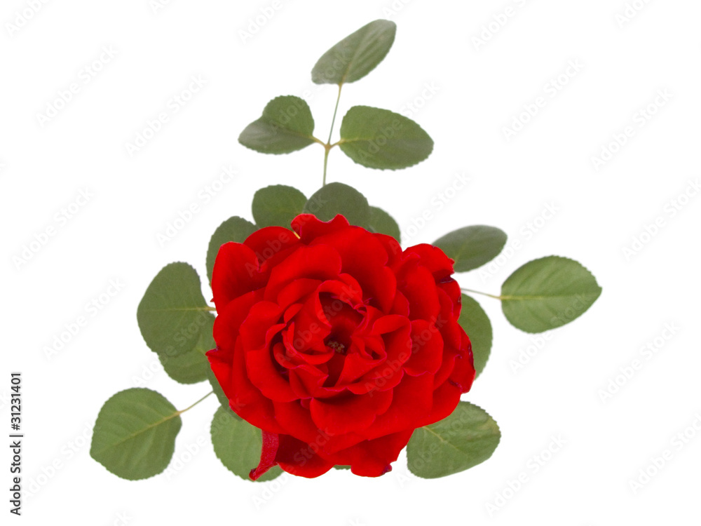 red rose red rose