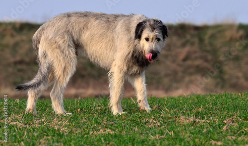 Obraz na plátně Irish wolfhound III