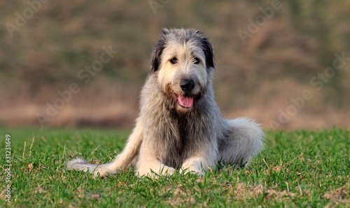 Irish wolfhound II photo