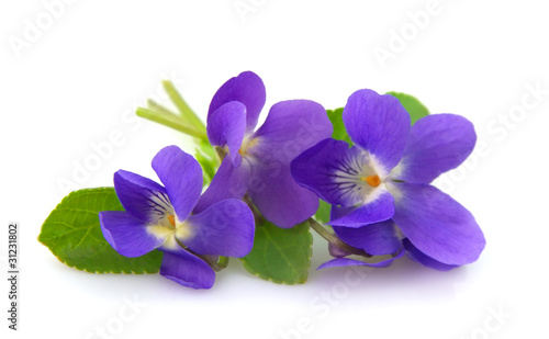 Fototapeta Naklejka Na Ścianę i Meble -  Wild spring violets