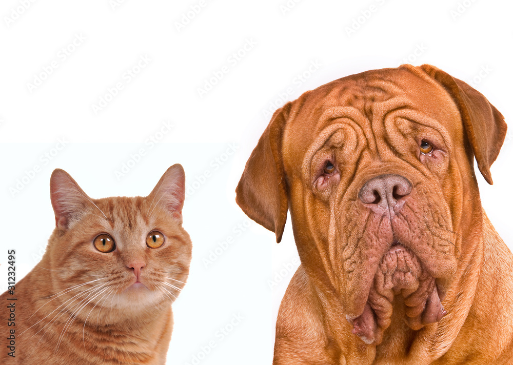 Close-up portrait of brown cat and dog together
