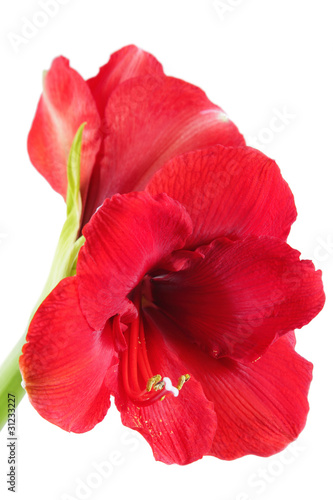 Amaryllis