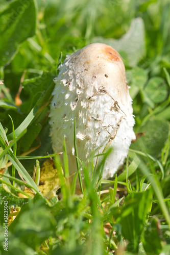 champignon de printemps photo