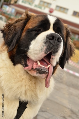 Saint Bernard