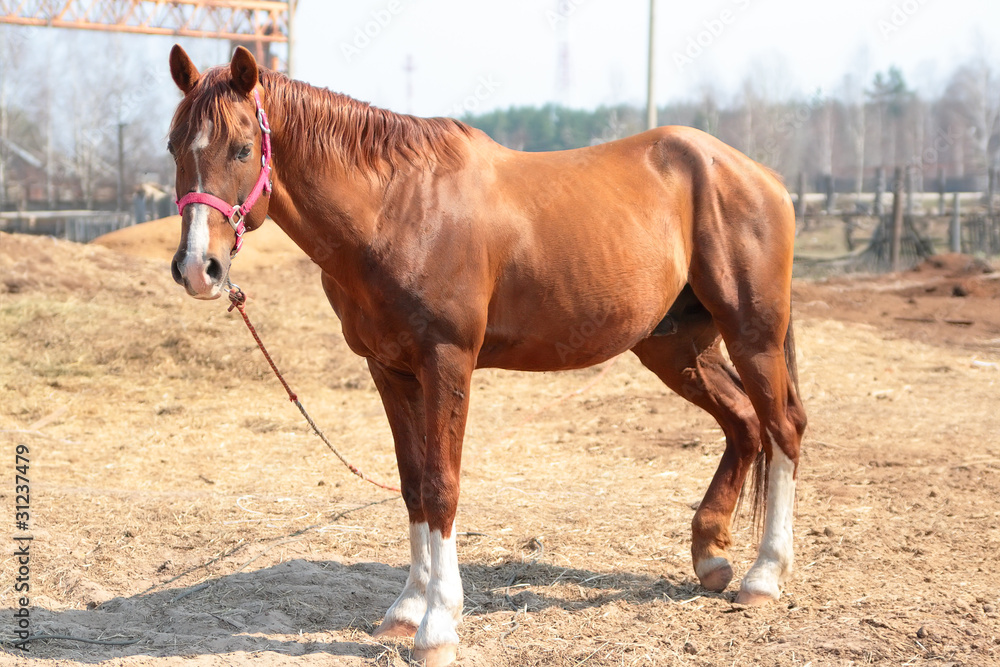Obraz premium Лошадь гуляющая во дворе