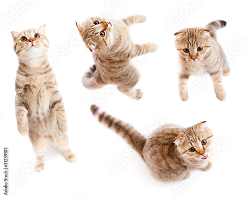Fototapeta Naklejka Na Ścianę i Meble -  set of top view tabby kitten isolated